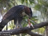 ornate hawk eagle (11 of 25).jpg