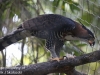 ornate hawk eagle (15 of 25).jpg