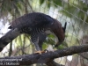 ornate hawk eagle (16 of 25).jpg