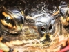 PPL Wetlands Painted turtle 2 (1 of 1).jpg