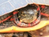 PPL Wetlands Painted turtle 3 (1 of 1).jpg