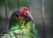 parrots (2 of 7).jpg