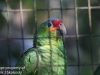 parrots (1 of 7).jpg