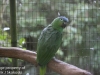 parrots (3 of 7).jpg