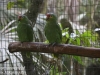 parrots (4 of 7).jpg