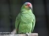 parrots (5 of 7).jpg