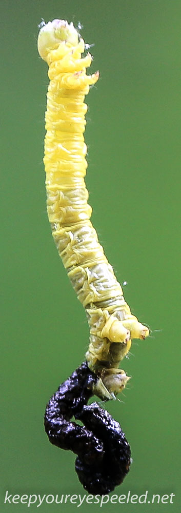 Picton wildlife sanctuary caterpillar 4 (2 of 2).jpg