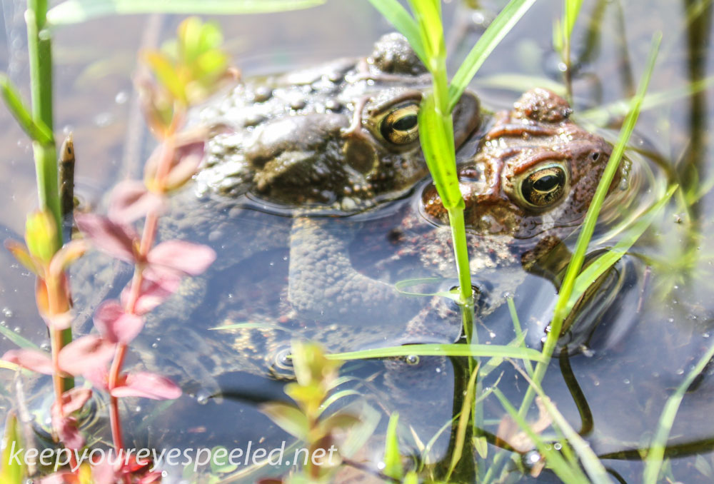Picton wildlife sanctuary frogs (1 of 1).jpg