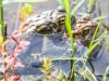 Picton wildlife sanctuary frogs (1 of 1).jpg