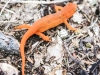 Picton wildlife sanctuary newt (1 of 1).jpg