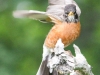 Picton wildlife sanctuary robin 4 (1 of 2).jpg
