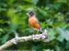 Picton wildlife sanctuary robin 5 (1 of 1).jpg