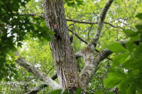 Pileated woodpecker 