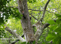 pileated woodpecker-1