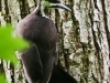 pileated woodpecker-10