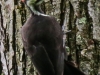pileated woodpecker-12