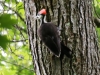 pileated woodpecker-13