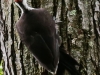 pileated woodpecker-14