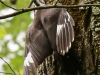 pileated woodpecker-15