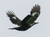 pileated woodpecker-16