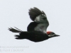 pileated woodpecker-17