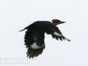 pileated woodpecker-18