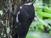 pileated woodpecker-2