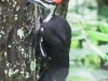pileated woodpecker-3