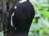 pileated woodpecker-4