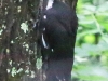pileated woodpecker-5