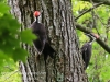 pileated woodpecker-8