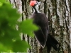 pileated woodpecker-9