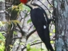 pileated woodpecker -1