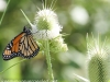 PPL Riverlands butterfly 9 (1 of 1).jpg