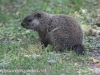 PPL Riverlands groundhog  (1 of 3).jpg