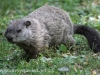 PPL Riverlands groundhog  (2 of 3).jpg