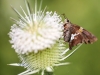 PPL Riverlands moth 004 (1 of 1).jpg