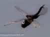 PPL Riverland June 10 2015 dragonfly 113 (1 of 1).jpg