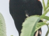 PPL Riverland June 10 2015 red winged blackbird 3 (1 of 1).jpg