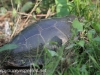 PPL Riverland June 10 2015 turtle 15 (1 of 1).jpg