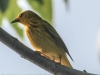 PPL Riverland June 10 2015 yellow warbler 23 (1 of 1).jpg