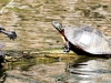 turtles (1 of 1).jpg