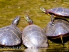 turtles 2 (1 of 1).jpg