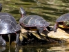 turtles 3 (1 of 1).jpg