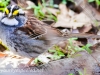 white throated sparrow (1 of 1).jpg