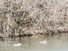 PPL wetlands birds-11