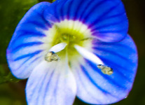 ppl wetlands blue flower- (1 of 1).jpg