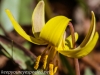 trout lily 3 (1 of 1).jpg