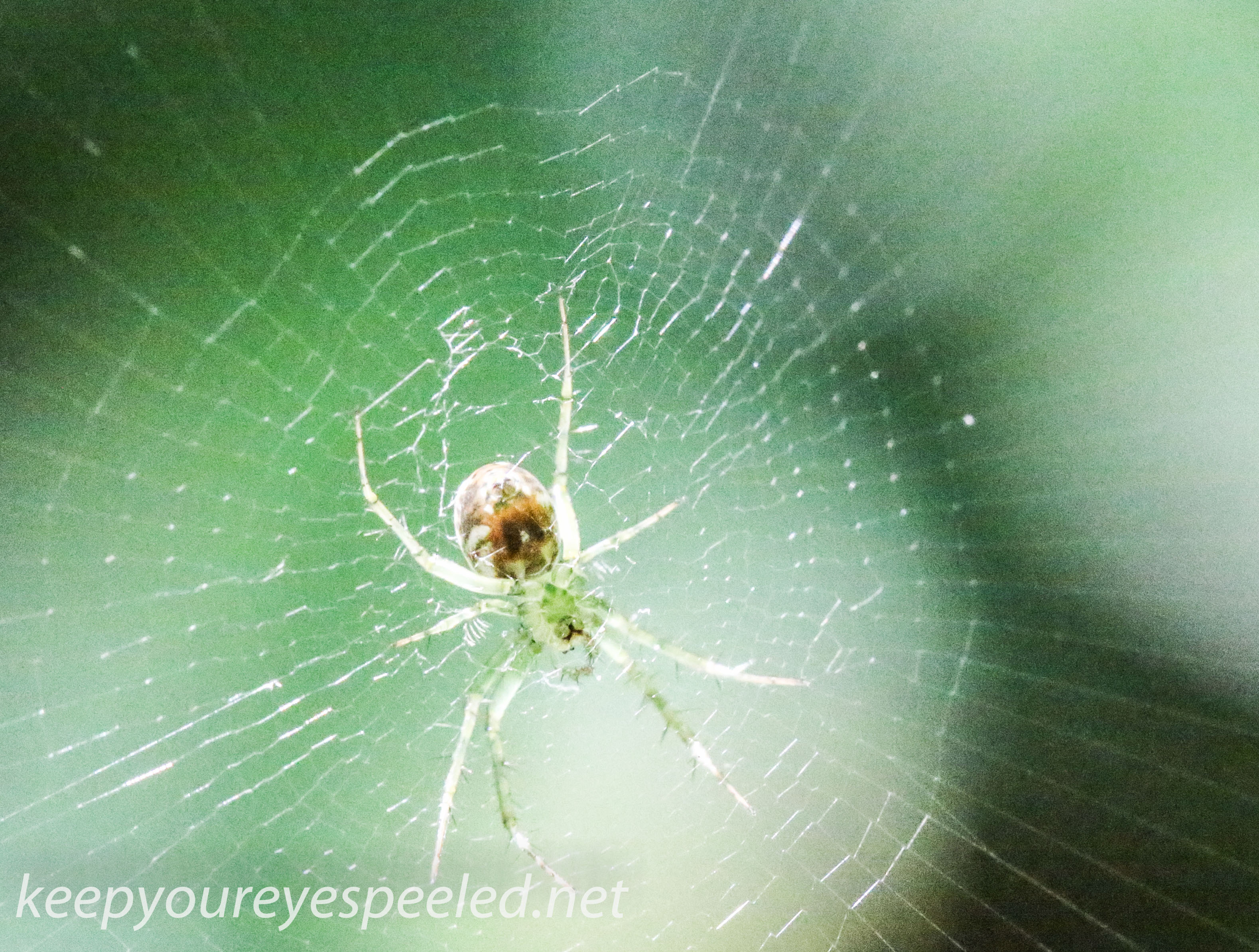 PPL Wetlands spider 33 (1 of 1).jpg