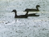 PPL  Wetlands ducks (1 of 1).jpg